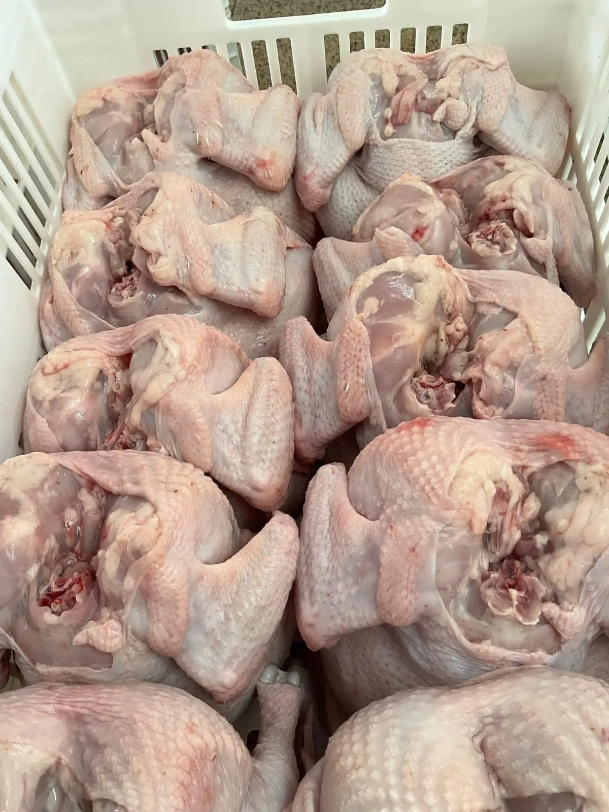 Broiler Chicken