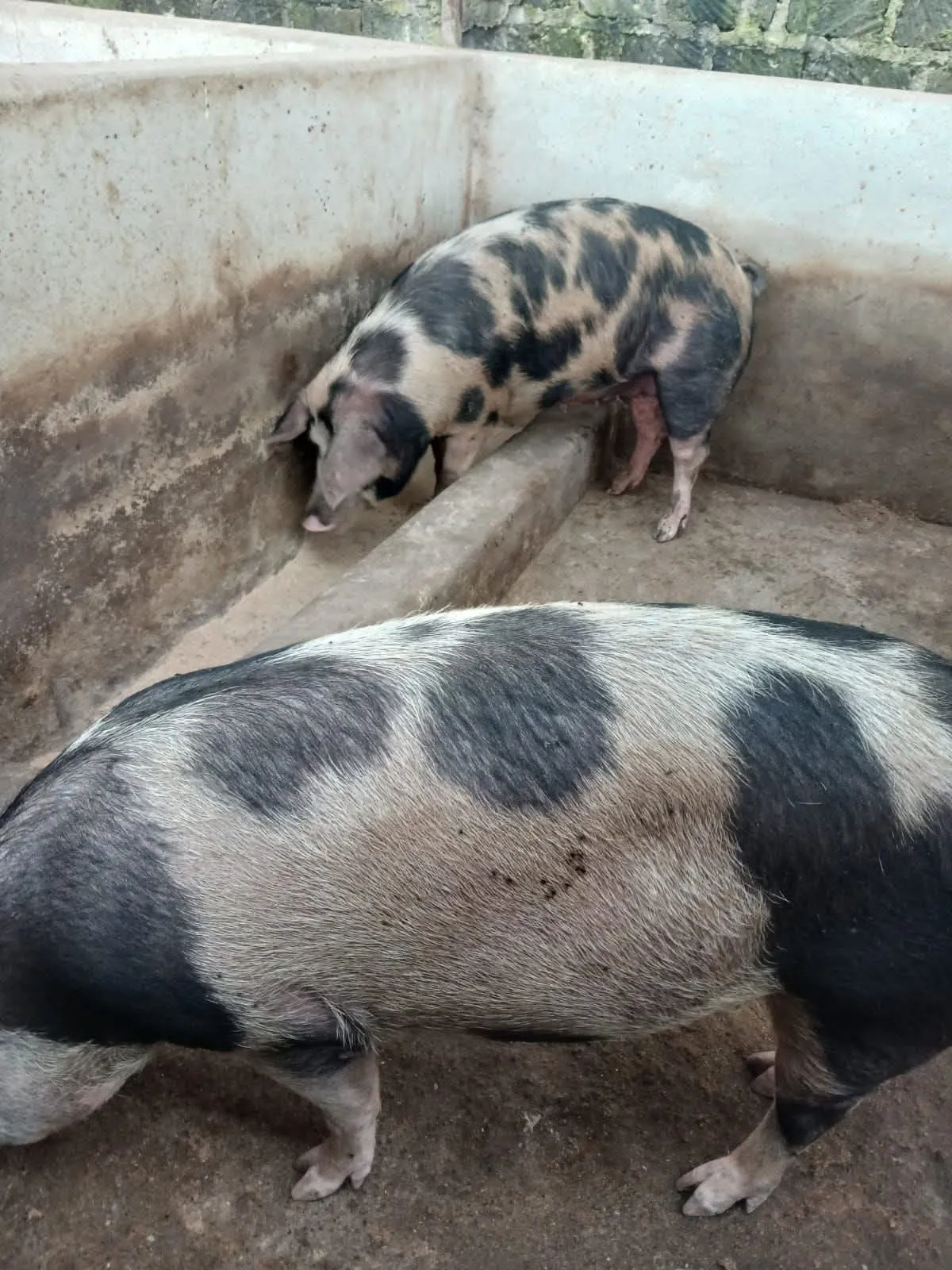 Pork