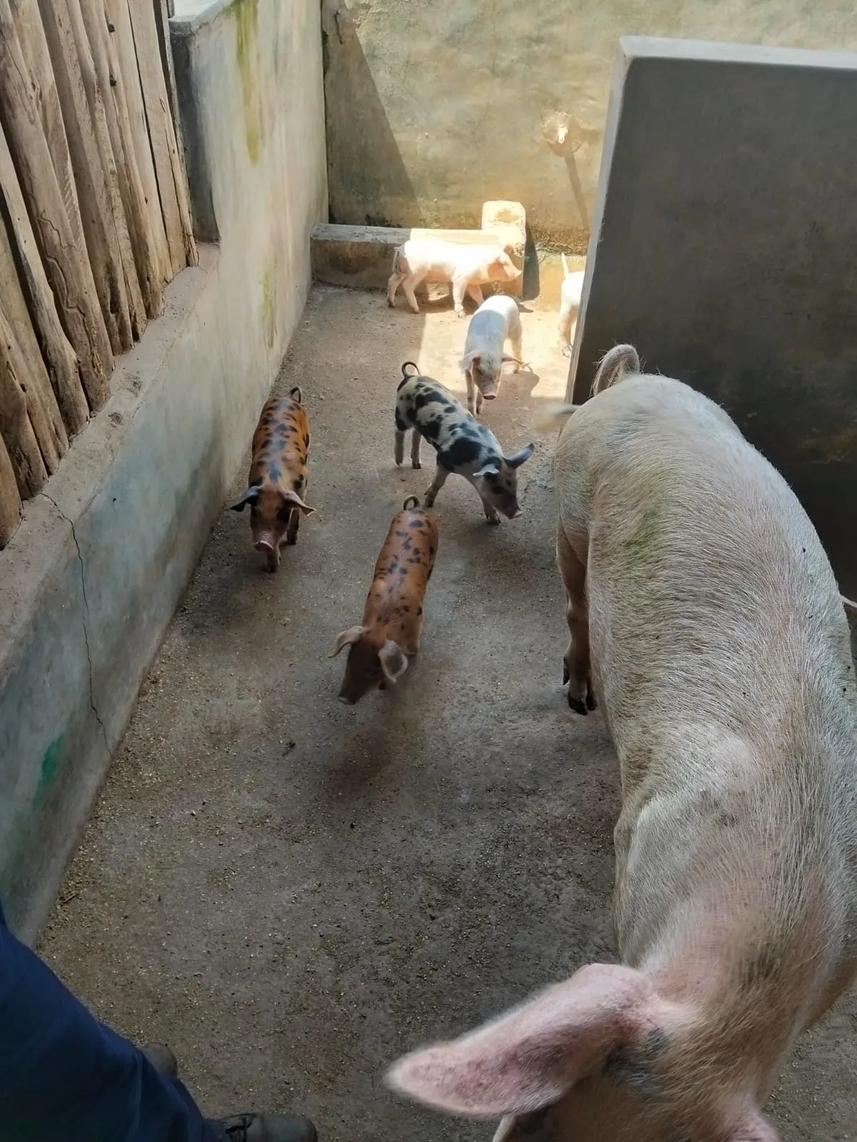 Modern pig breeding facility