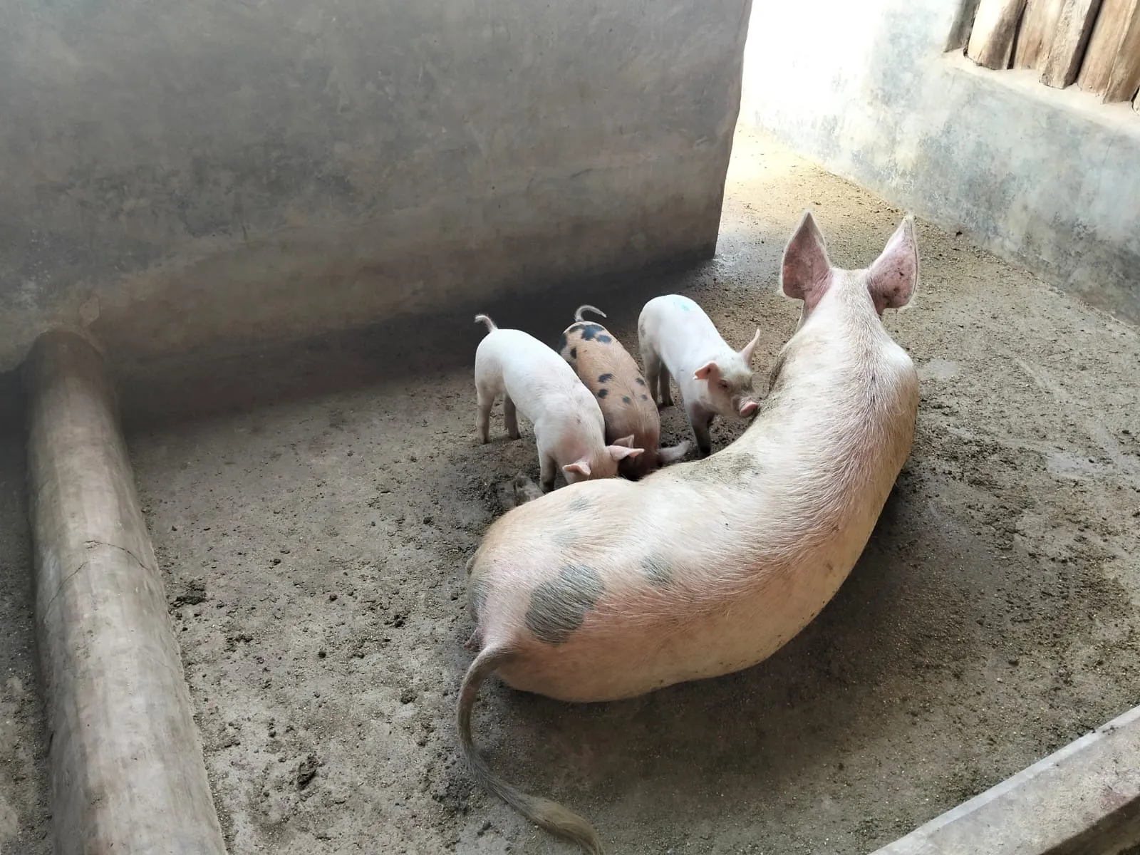 Quality Pigs (Large White & Duroc)